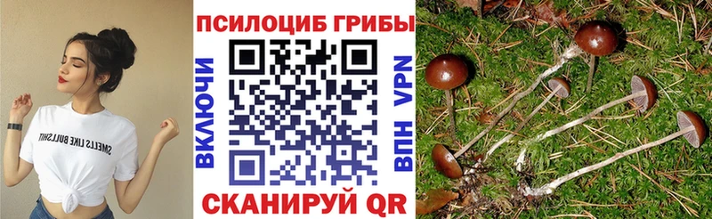 Псилоцибиновые грибы Cubensis  Будённовск 